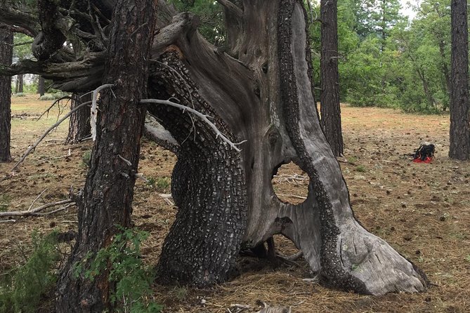 Private Custom Tours in Sedona - The Guide: Knowledgeable and Personable