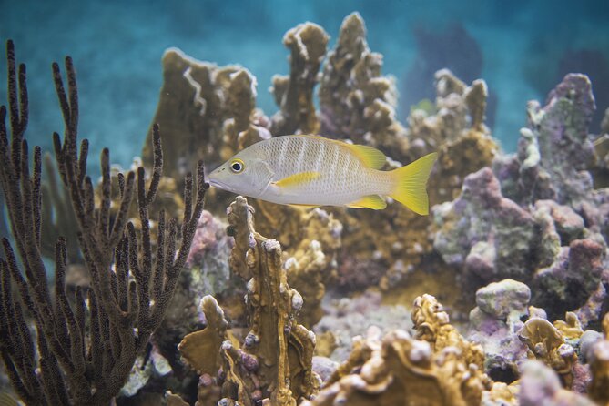 Private Customizable Shore Snorkel and Beach Lunch in Cozumel - Key Points