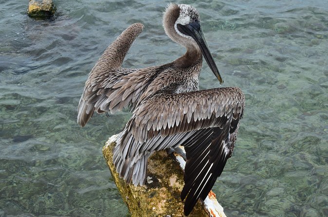 Private Customizable Shore Snorkel and Beach Lunch in Cozumel - Beachfront Lunch at Playa Coronas Restaurant