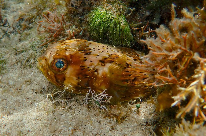 Private Customizable Shore Snorkel and Beach Lunch in Cozumel - Convenient Meeting and Ending Points