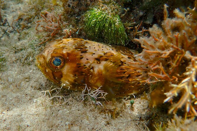 Private Customizable Shore Snorkel and Beach Lunch in Cozumel - Practical Details and Considerations