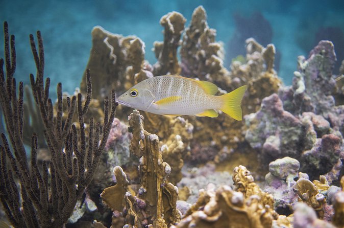 Private Customizable Shore Snorkel and Beach Lunch in Cozumel - Why Choose This Cozumel Snorkel and Beach Lunch Tour?