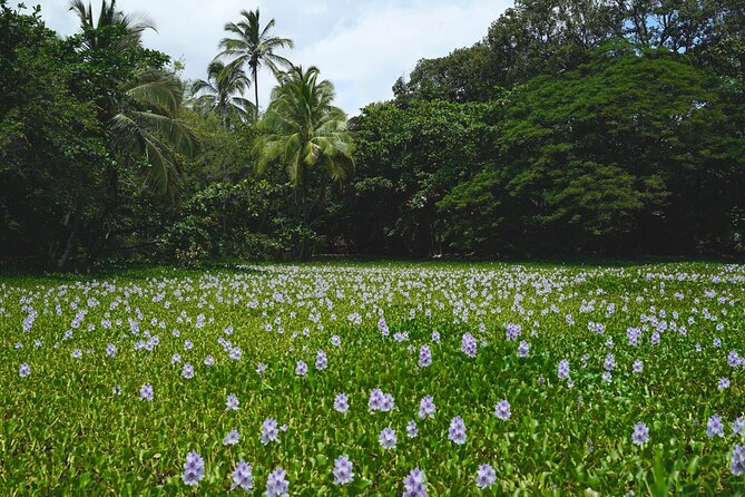 Private Customized Big Island Adventure Tour (4-6 Hours) - Key Points