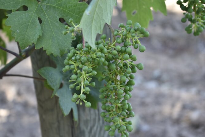 Private, Customized Napa Valley Wine Tasting Tour 6To14 passenger - A Private Napa Valley Wine Experience with Customizable Stops and Luxury Comfort