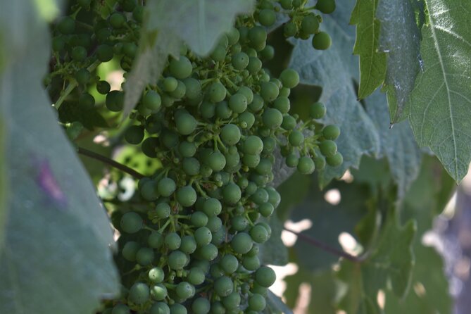 Private, Customized Napa Valley Wine Tasting Tour 6To14 passenger - Key Points