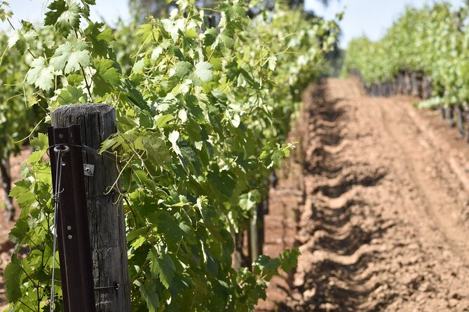 Private, Customized Napa Valley Wine Tasting Tour 6To14 passenger - Traveling in Style in SUVs and Luxury Vans