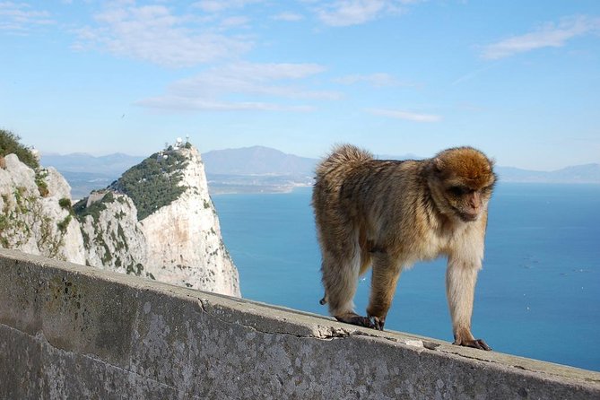 Private Day To Gibraltar from Marbella or Marbella - Key Points