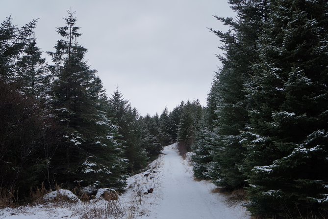 Private Day Tour from Höfn - The Eastfjords - Who Will Enjoy This Tour Most?