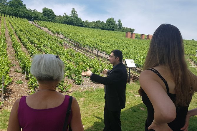 Private day tour in Champagne - The Extensive Champagne Tasting Experience