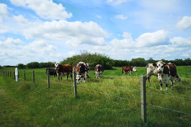 Private Day Tour including Normandy Landing Beaches & Battlefields from Caen - Pacing, Comfort, and Overall Value