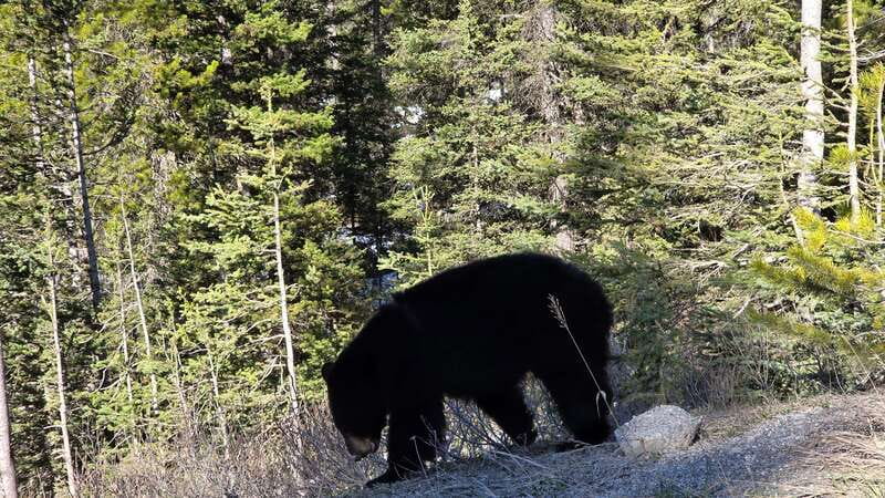 Private Day Tour: Moraine Lake and Lake Louise - Value and Booking Flexibility