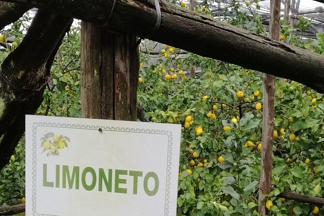 Private day tour: Pompeii, Sorrento and Positano. - Pompeii Archaeological Park: Ruins at Your Own Pace