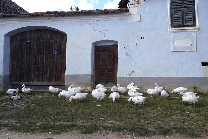 Private Day Tour Sighisoara and Viscri from Brasov with Hotel Pick Up/ Drop Off - Key Points