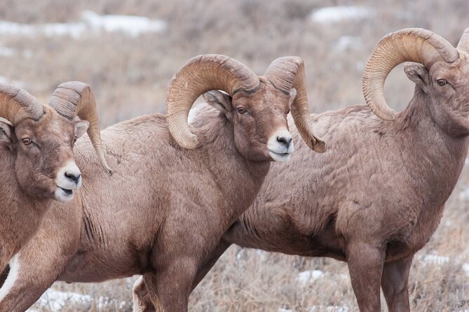 Private Day Tour to Icefield Parkway and Abraham Lake - Short Hike to Peyto Lake Viewpoint with Ice Cleats