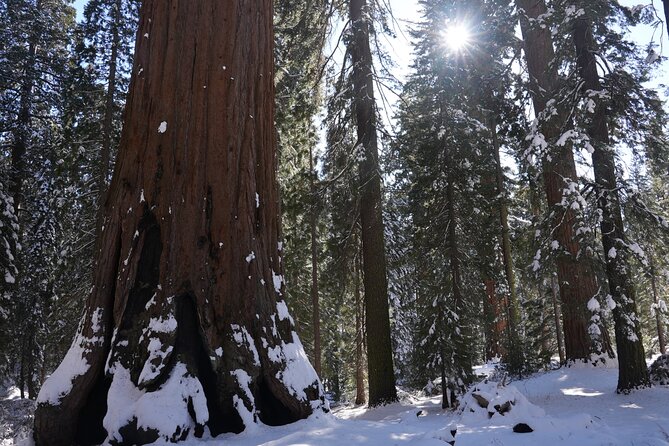 Private Day Tour to Sequoia and Kings Canyon Parks From LA - Practical Details and What to Expect