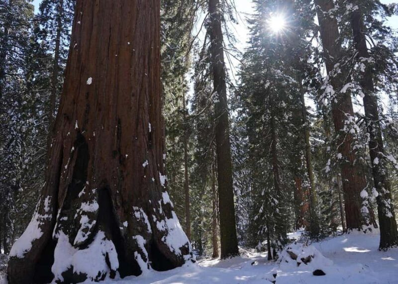 Private Day Tour to Sequoia and Kings Canyon Parks From LA - Comparing Similar Experiences