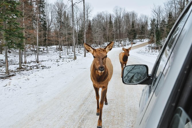 Private day tour to wildlife Parc Omega and Montebello lodge from Montreal - Exploring Omega Park: Canadian Wildlife Close-Up