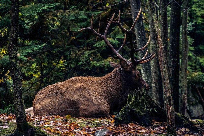 Private day tour to wildlife Parc Omega and Montebello lodge from Montreal - Flexibility and Booking Details