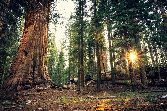 Private Day Tour to Yosemite National Park - Flexibility and Personalization