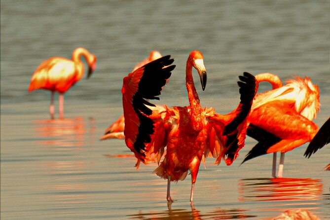 Private Day Trip Ek Balam & Pink Paradise Ruins to Rainbow Lakes - Las Coloradas: The Surreal Pink Lakes
