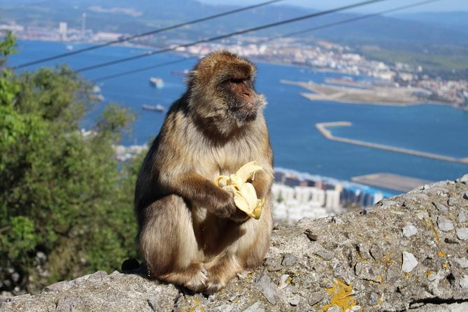 Private Day Trip to Gibraltar from Malaga or Marbella - Walking on the Skywalk: Unparalleled Mediterranean Views