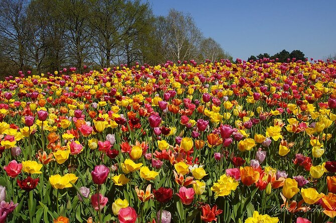 Private Day Trip to Keukenhof Gardens with Entrance Tickets - Key Points