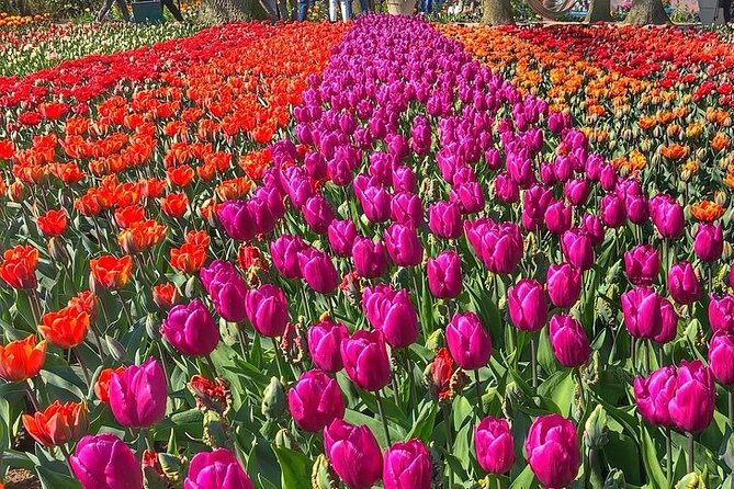 Private Day Trip to Keukenhof Gardens with Entrance Tickets - Why Choose This Private Keukenhof Tour?