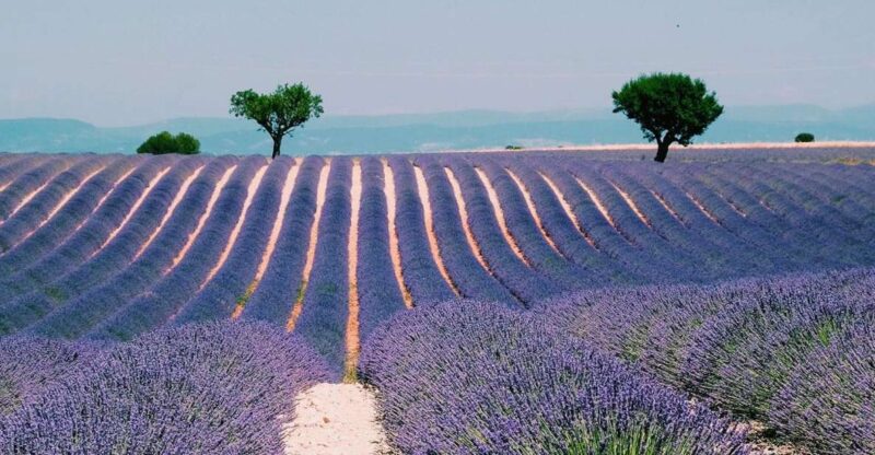 Private Day Trip to Provence and Lavender Fields - Discover the Charm of Provence on a Private Day Trip from Nice