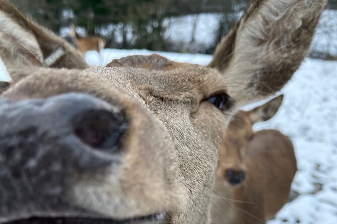 Private Deer Park Tour and Day Out in Leek - Discover the Private Deer Park Tour in Leek for an authentic wildlife experience
