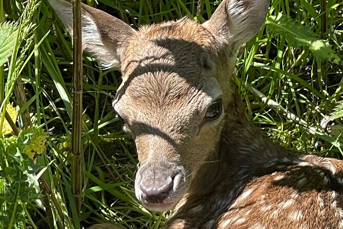 Private Deer Park Tour and Day Out in Leek - Key Points