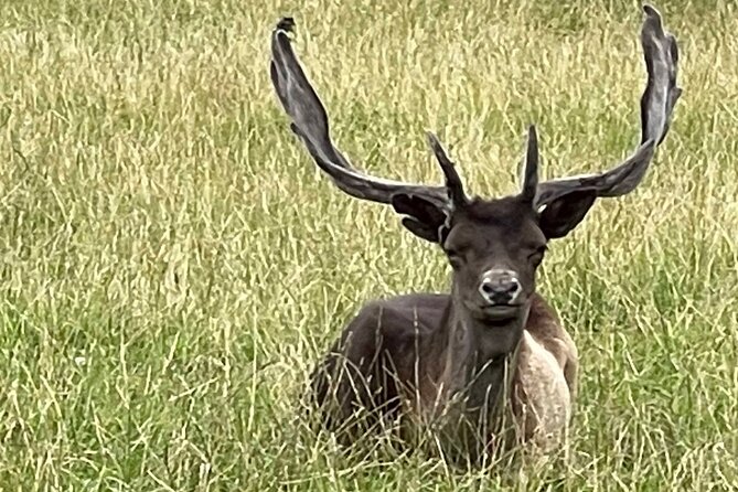 Private Deer Park Tour and Day Out in Leek - What the tour involves: a closer look at the deer