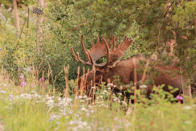 Private Denver International Airport Transfer to Breckenridge or Keystone - Accessibility and Special Considerations