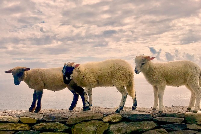 Private Dingle and Slea Head - Exploring the Slea Head Drive along the Wild Atlantic Way