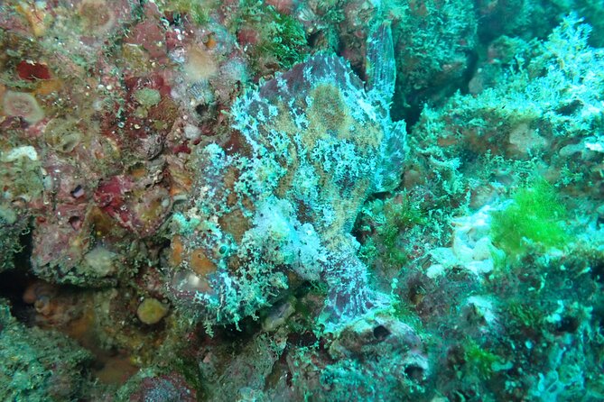 Private Dive Boat for Certified Divers - Cabo San Lucas - Comfort and Convenience at the Meeting Point