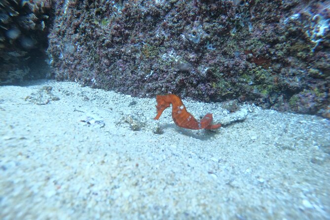 Private Dive Boat for Certified Divers - Cabo San Lucas - Experienced Guides and Personal Attention