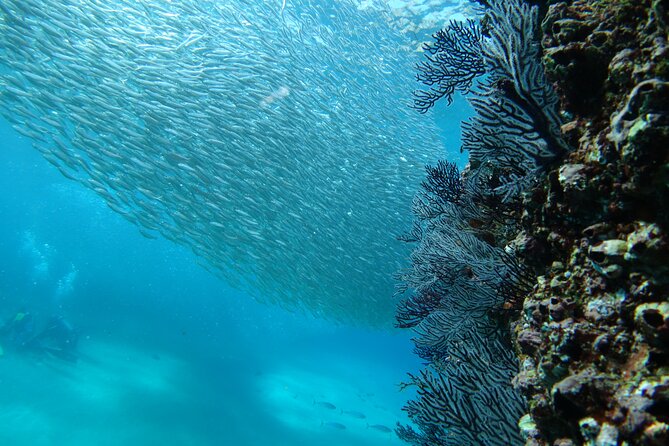 Private Dive Boat for Certified Divers - Cabo San Lucas - Why This Tour Stands Out in Cabo San Lucas