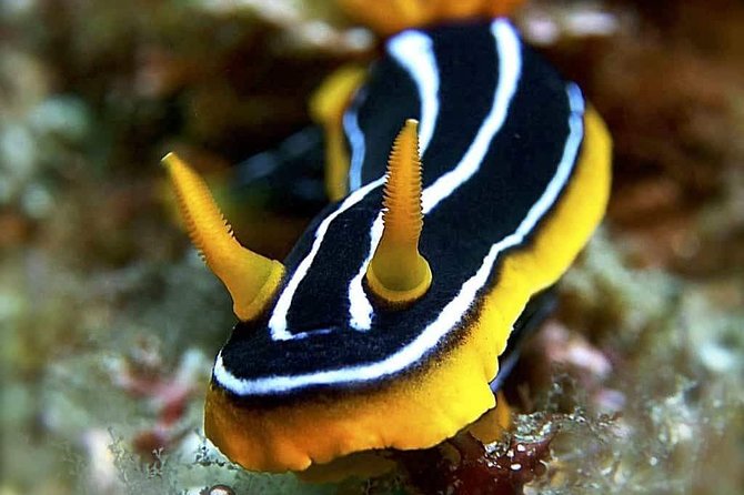 Private Diving at Zenobia Wreck in Larnaka - The Equipment and Safety Standards of Alpha Divers