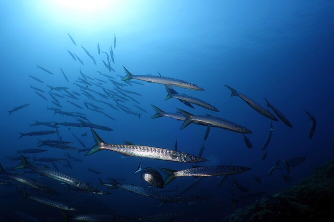 Private diving baptism in the Golf of Calvi - The Starting Point at Sea Horse Diving Calvi