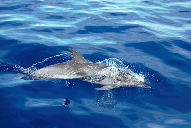 Private Dolphin and Whale Watching Tour in Madeira - Key Points