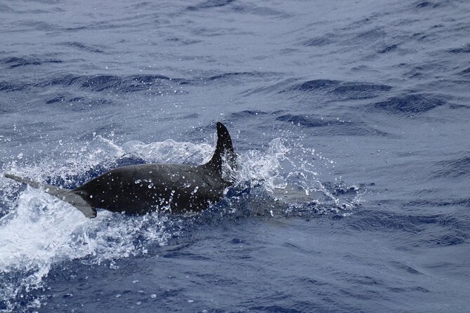 Private Dolphin and Whale Watching Tour in Madeira - Marine Life Spotting: What You Might See