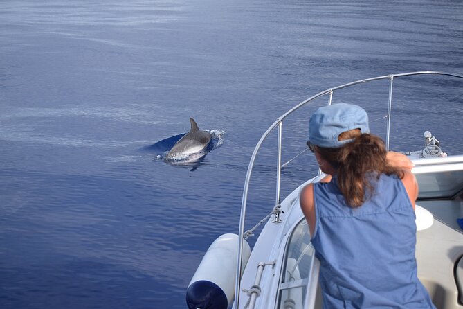Private Dolphin and Whale Watching Tour in Madeira - Flexibility and Customization of Departures