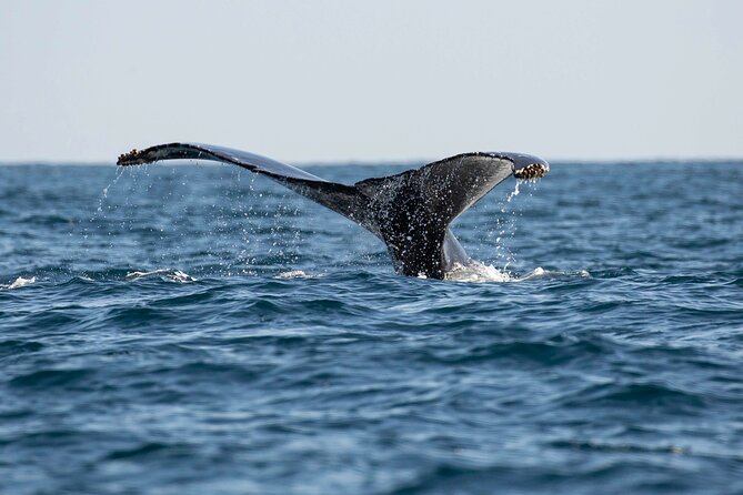 Private Dolphin and Whale Watching Tour in Newport Beach - From Newport Harbor to the Pacific Ocean: The Route