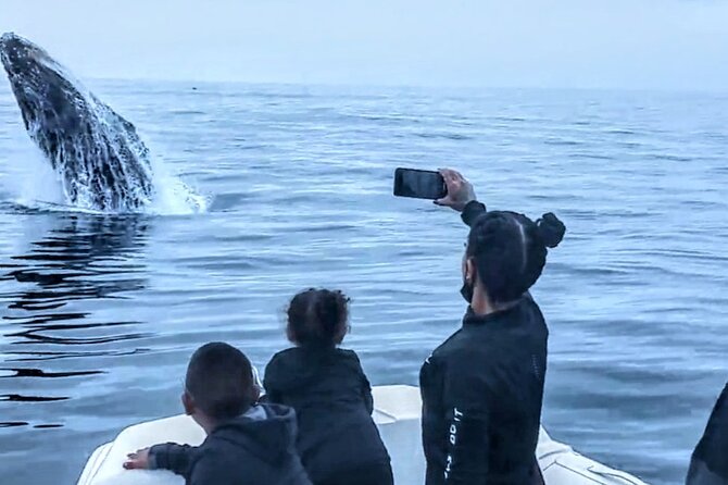Private Dolphin and Whale Watching Tour in Newport Beach - Marine Life Encounters: Whales, Dolphins, and Sea Lions