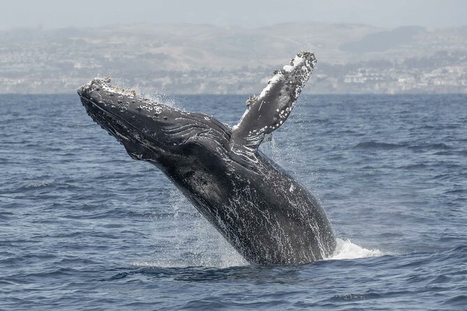 Private Dolphin and Whale Watching Tour in Newport Beach - Safety, Comfort, and Onboard Amenities