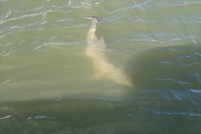 Private Dolphin Boat Tour in Hilton Head Island - Discover Hilton Head’s Private Dolphin Boat Tour