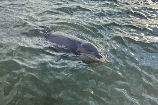 Private Dolphin Boat Tour in Hilton Head Island - Key Points