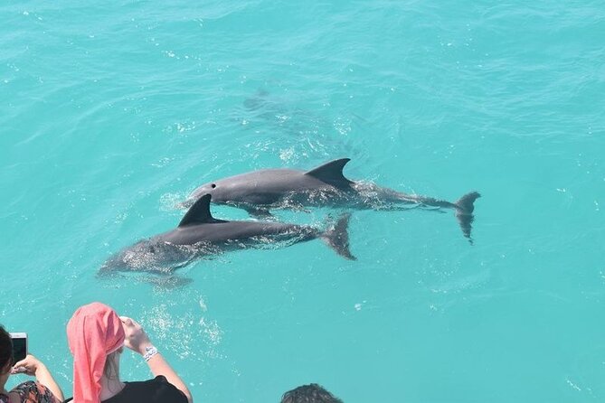 Private Dolphin Playground Safari - Frequently Asked Questions