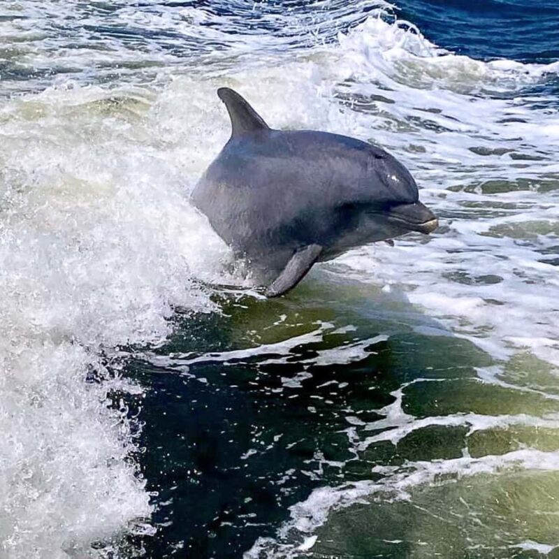 Private Dolphin Sightseeing Tour for up to 6, Pensacola Bch - Starting Point and Group Size