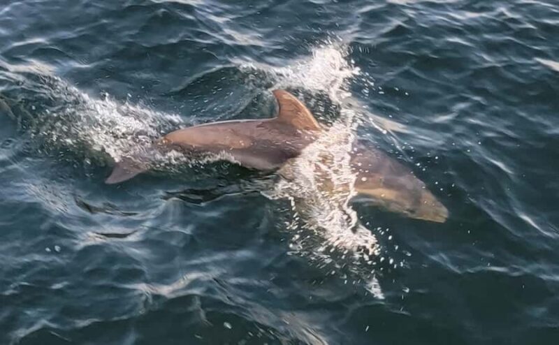 Private Dolphin Sightseeing Tour for up to 6, Pensacola Bch - Scenic Views of Pensacola Bay and Gulf Island National Seashore