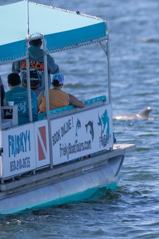 Private Dolphin Sightseeing Tour for up to 6, Pensacola Bch - Onboard Amenities and Purchase Options